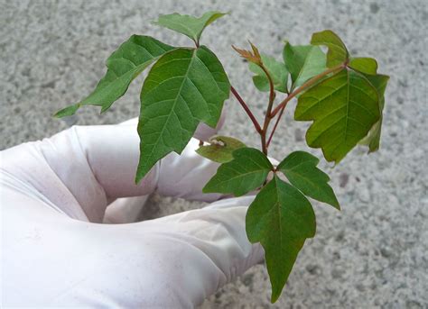 POISON IVY: How to Identify, Prevent & Remove -AlboPepper.com