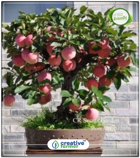 Buy Dwarf Fuji Apple Tree Plant Fruit Plant Seeds Perfect Home Garden ...