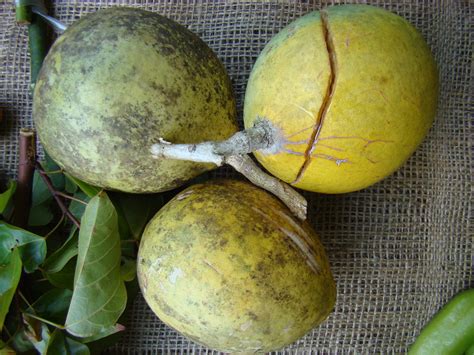 BAEL FRUIT #5 / (Bangla = বেল) | Hard shell, semi-ripe Bael … | Flickr