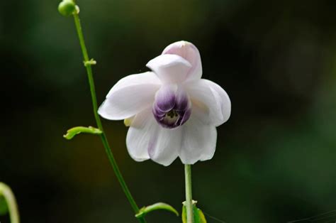 Anemonopsis macrophylla | false anemone Herbaceous Perennial/RHS