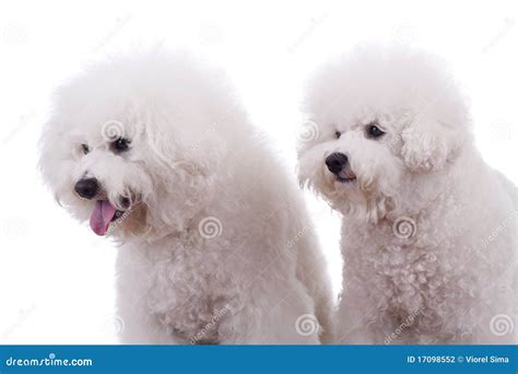 Curious dogs stock photo. Image of looking, alert, exposed - 17098552