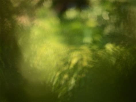 Blur Tropical Abstract Background Free Stock Photo - Public Domain Pictures