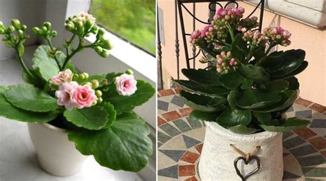 Calandiva Plant - Caring for Kalanchoe Blossfeldiana ‘Calandiva’