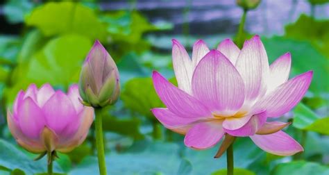 Season and Places to See Lotus Flower in Japan – JP SMART MAGAZINE