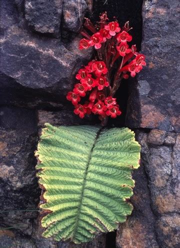 Gesneriaceae | Royal Botanic Garden Edinburgh