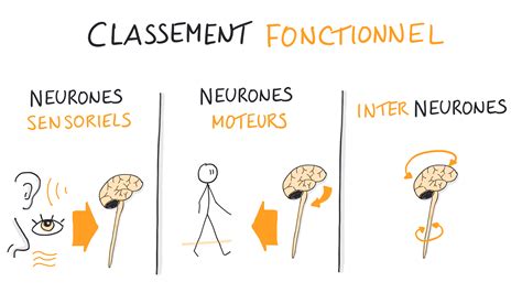 NEUROSCIENCES EN DESSINS : Quels sont les différents types de neurones