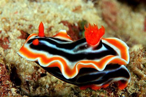 The astonishingly colorful world of the sea slug