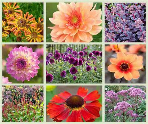 Dahlias and Companion Plants - Purple & Apricot Theme