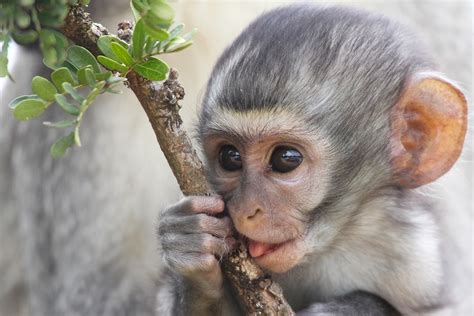 25 Remarkable Types of Monkeys (Names, Photos and More) - Outforia