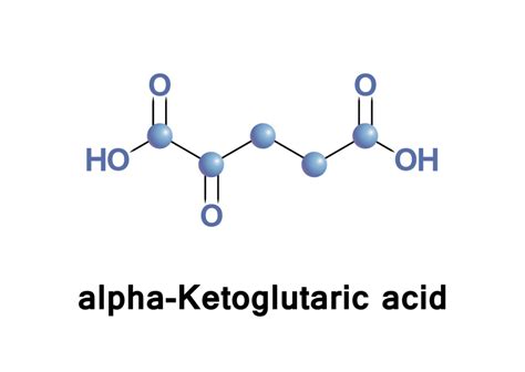 ALPHA KETOGLUTARATE, MALATE, AND CITRATE: CITRIC ACID CYCLE INTERMEDIATES - Neuroneeds