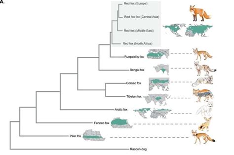 Genetic variation, selection and hybridization all contribute to desert adaptation in foxes