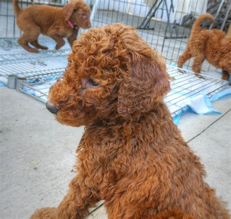 Goldendoodle Puppy Free Stock Photo - Public Domain Pictures