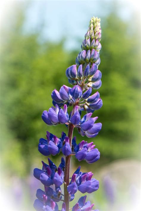 Maine Wildflowers | Stephen L Tabone Nature Photography