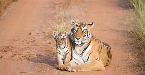 Baby Tiger: 5 Cub Pictures & 5 Facts - A-Z Animals