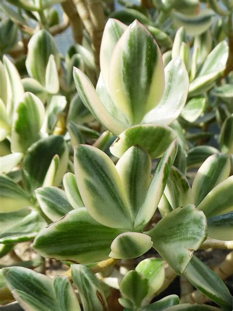 Crassula ovata 'Lemon & Lime' (Variegated Jade Plant) | World of Succulents