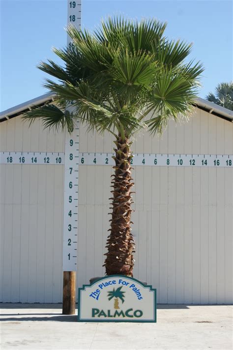 Washingtonia Palm | Washingtonia Robusta | Palmco - Wholesale Palms ...