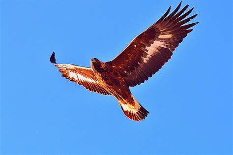 Beautiful Golden Eagle Returns to KY Home After 1,700-Mile Flight