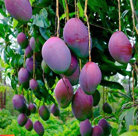 UGALOO Black Mango/Mango plant Tommy Atkins - SugarFree Fruit Plants ...