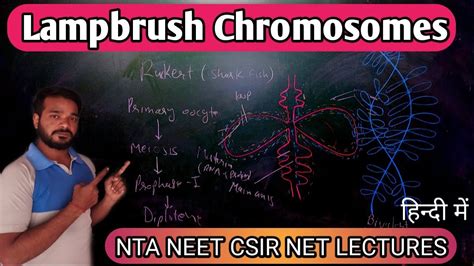 Lampbrush chromosome | Structure and function of lampbrush Chromosome in Hindi | NEET Biology ...