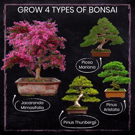 Nature's Blossom Bonsai Tree Seed Starter Kit - Grow 4 Trees from Seed