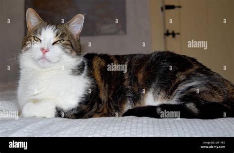 Tabby cat with cute face and white chest Stock Photo - Alamy