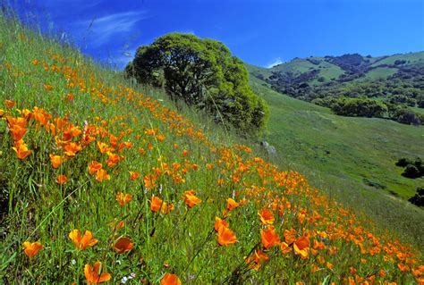 Poppy field in California | Poppy field, Outdoor, Natural landmarks