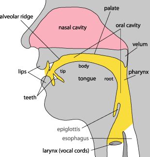 Raja Shaukat: Diagram of speech organs