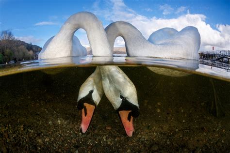 Underwater Photographer of the Year 2018 winners: Stunning sharks, shipwrecks and seahorses