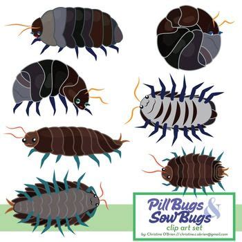 Roly Poly / Pill Bug and Sow Bug Clip Art Set Potato Bugs, Bug ...