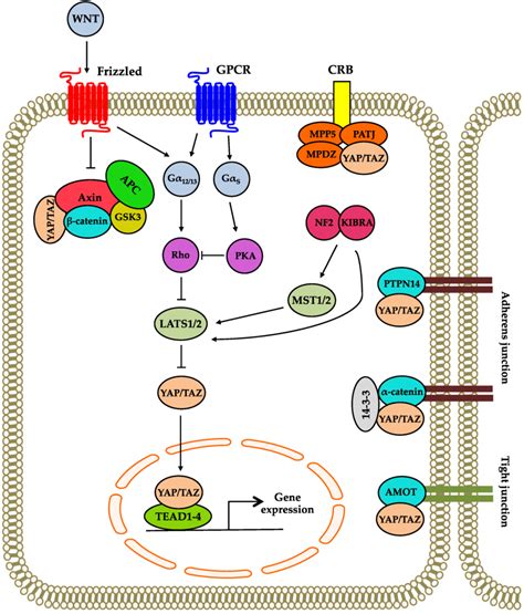 Genes | Special Issue : Hippo Signaling Pathway