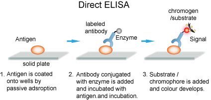 ELISA Guide - Creative Diagnostics