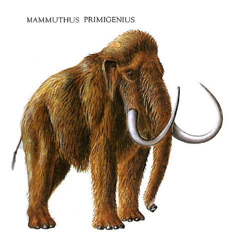 Quality Woolly Mammoth Pictures on Animal Picture Society