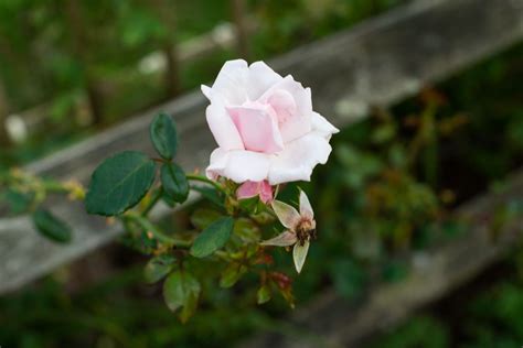 How to Propagate Roses From Stem Cuttings