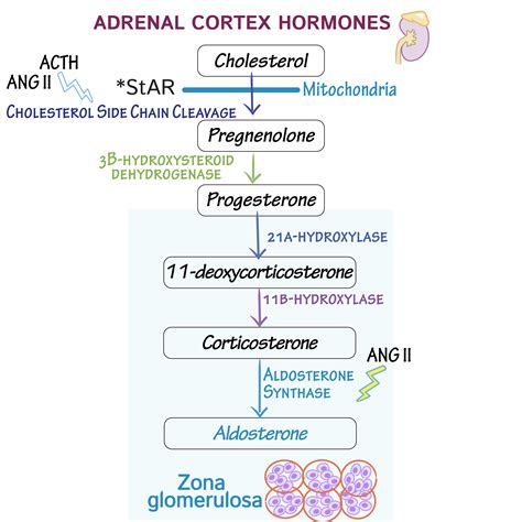 Adrenal Gland Hormone Pathway