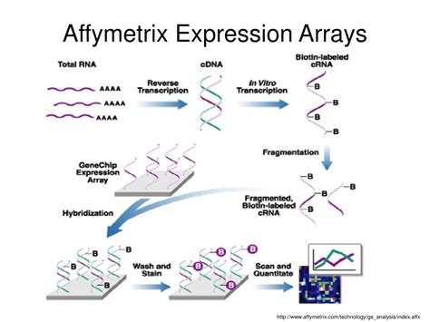 PPT - Introduction to Affymetrix Microarrays PowerPoint Presentation, free download - ID:4608786