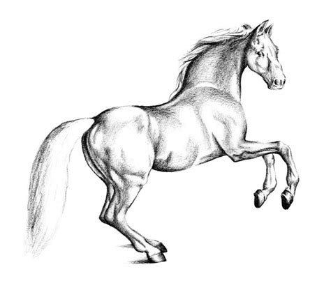 How to Draw a Horse with Pencil