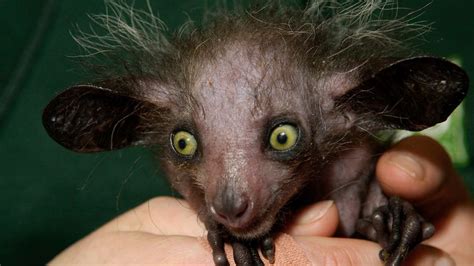 10 of the World's Ugliest Animals: So Homely They're Cute | HowStuffWorks