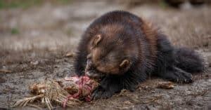 What Do Wolverines Eat? Their Diet Explained - IMP WORLD