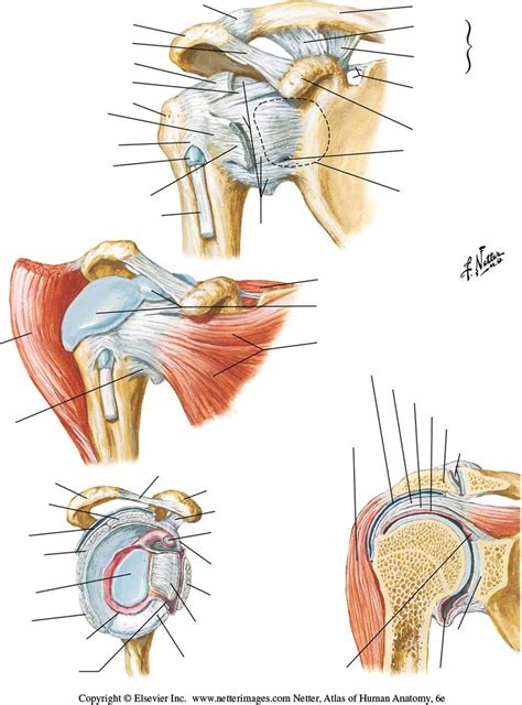 Shoulder (Glenohumeral Joint) Diagram | Quizlet