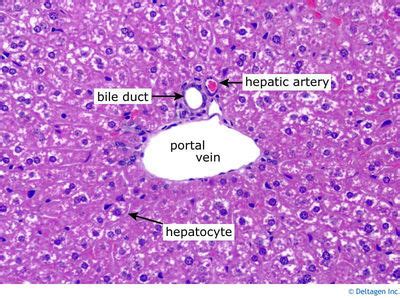 Liver Histology - Liver (labels) - histology slide