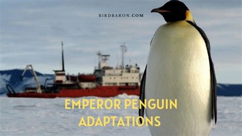 Emperor Penguin Adaptations - Types of Adaptation - BirdBaron