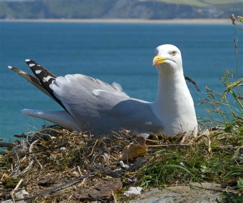 Seagull Nesting 101: Everything You Need to Know