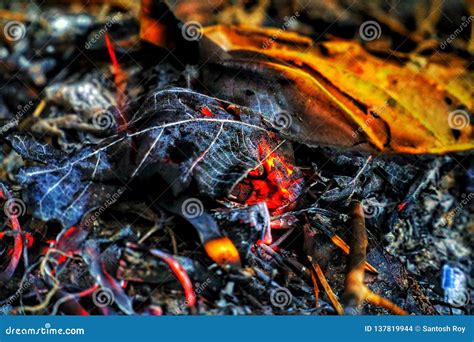 Ashes on fire stock photo. Image of nature, abstract - 137819944