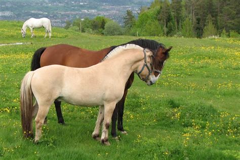 Norwegian fjord horse | Fjord horse, Beautiful horses, Horses