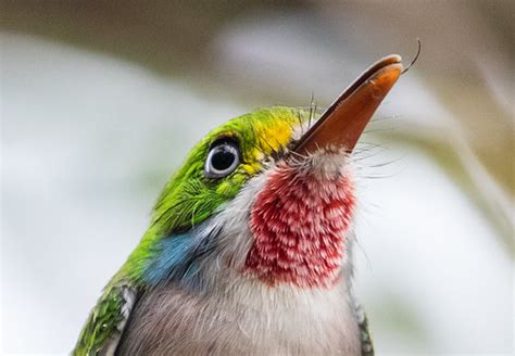 Laura's Birding Blog: Cuban Tody!