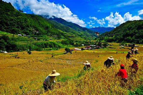 Philippine DA and IRRI launch legacy site on 2016-2021 collaborations | International Rice ...