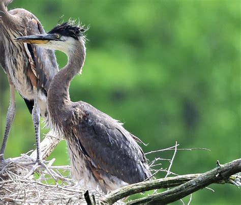 Baby Blue Heron Photograph by Jo-Ann Matthews