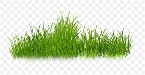 Clip Art Psd Adobe Photoshop, PNG, 800x424px, Tiff, Commodity, Grass, Grass Family, Plant ...