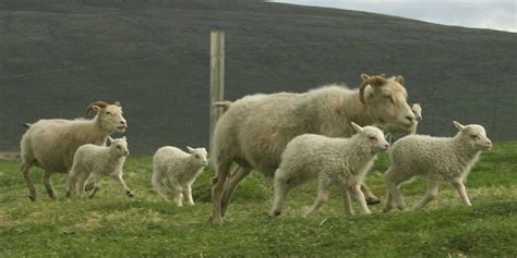 The Icelandic Sheep - Icelandic Times