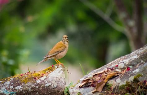 Birdwatching during Spring and Autumn Migrations in South Korea 2025 - Rove.me